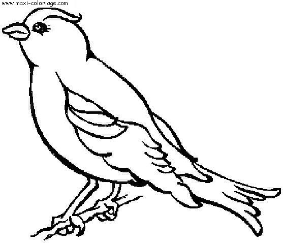 coloriage Oiseaux