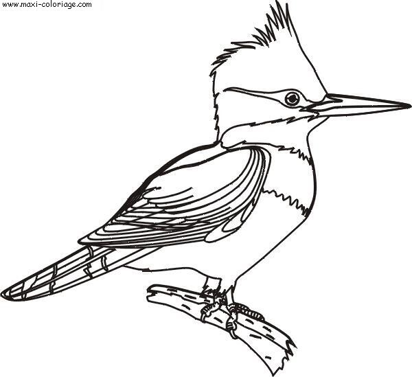 coloriage Oiseaux
