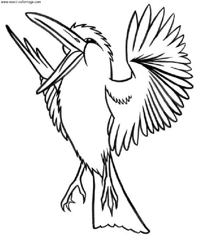 coloriage Oiseaux