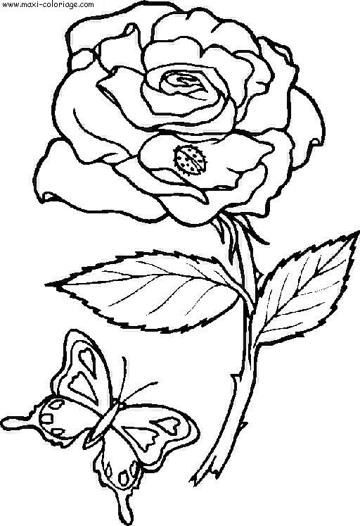 coloriage Papillons