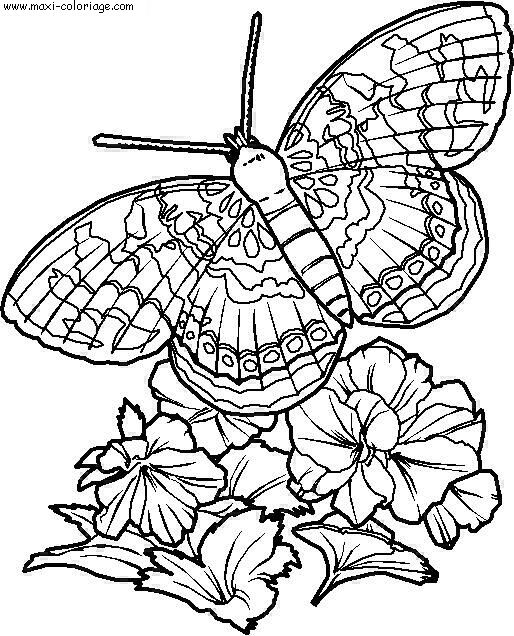 coloriage Papillons