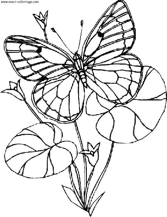 coloriage Papillons