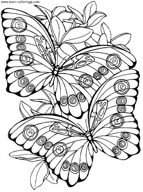 coloriage Papillons