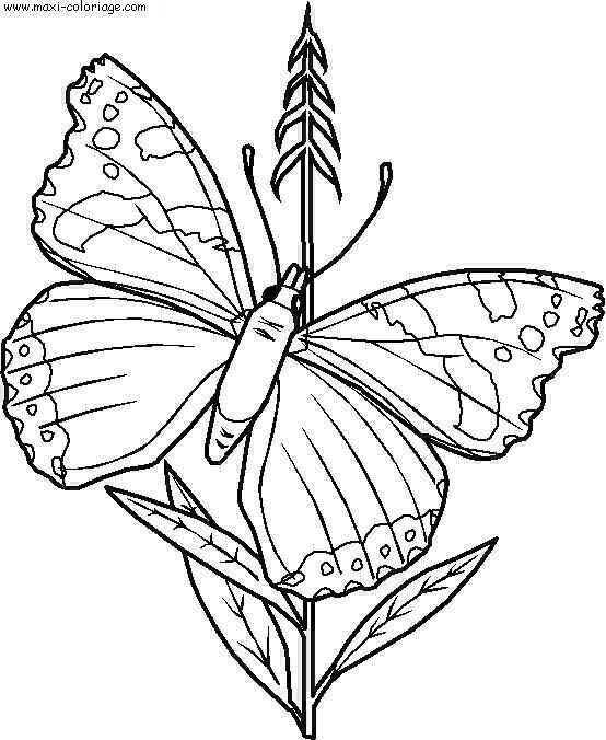 coloriage Papillons