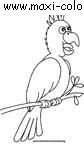 coloriage Perroquets