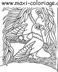 coloriage Perroquets