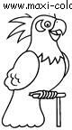 coloriage Perroquets