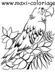 coloriage Perroquets