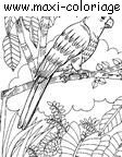 coloriage Perroquets