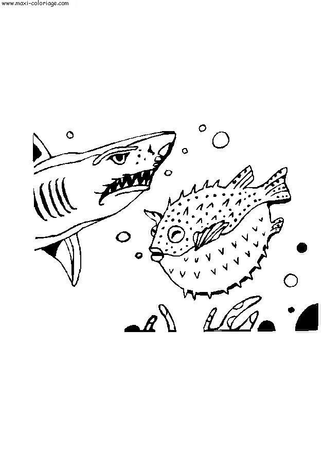 coloriage Requins
