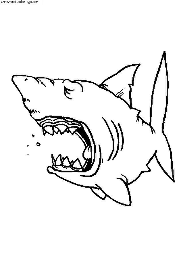 coloriage Requins