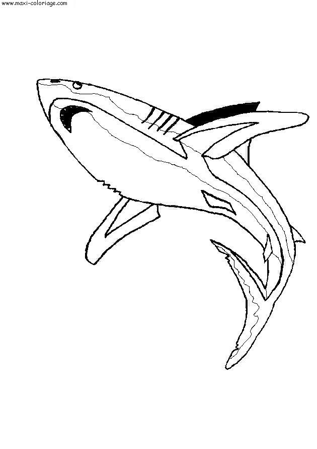 coloriage Requins