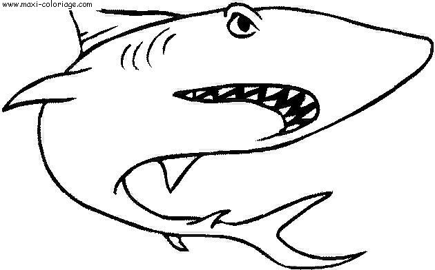 coloriage Requins