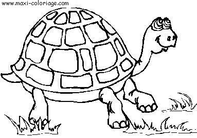 coloriage Tortues