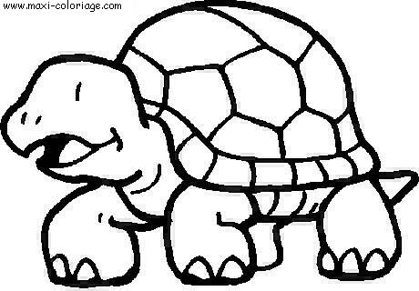 coloriage Tortues