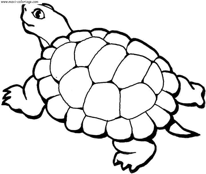coloriage Tortues