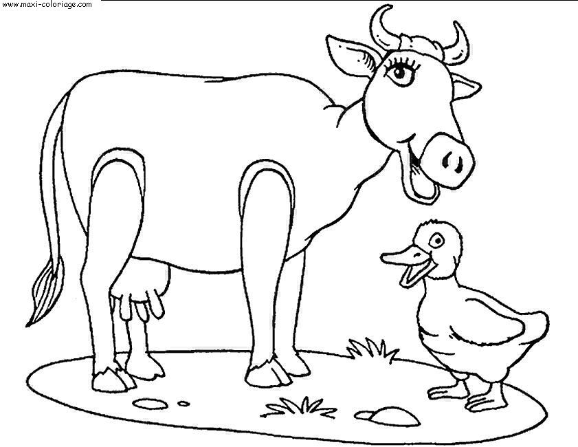 coloriage Vaches