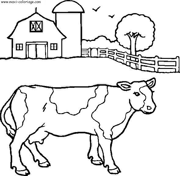 coloriage Vaches