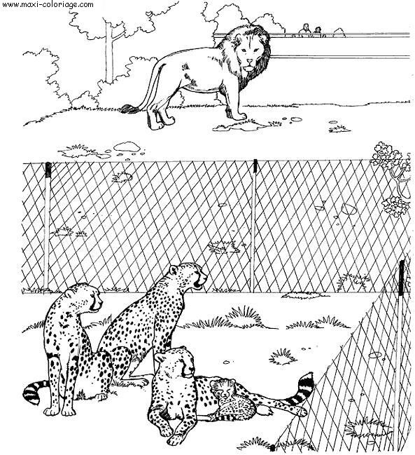 coloriage Zoo
