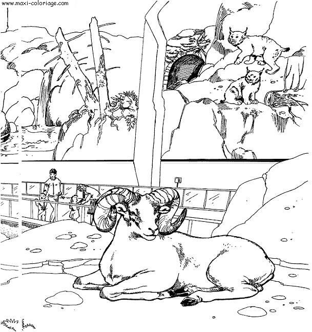 coloriage Zoo