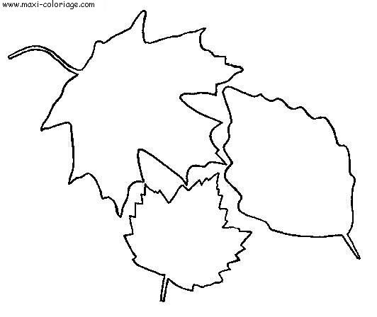 coloriage Feuilles