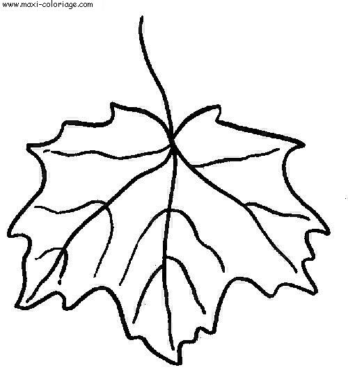coloriage Feuilles