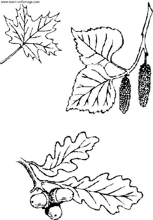 coloriage Feuilles