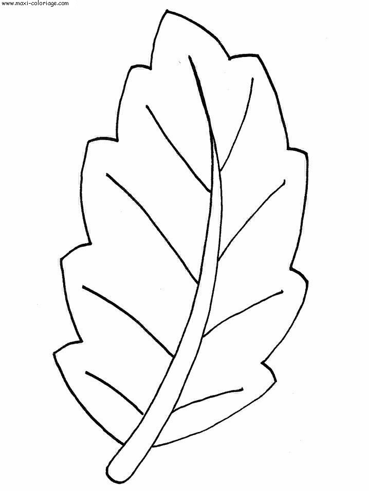coloriage Feuilles