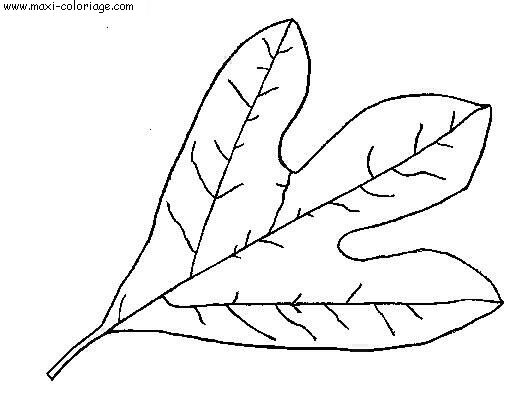 coloriage Feuilles