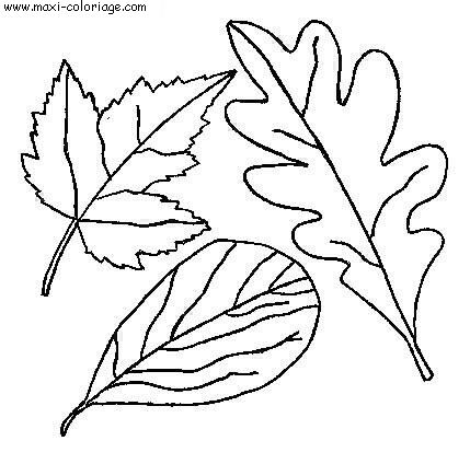 coloriage Feuilles