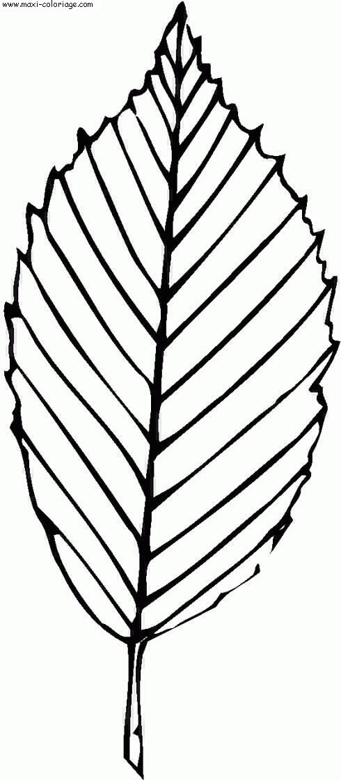 coloriage Feuilles