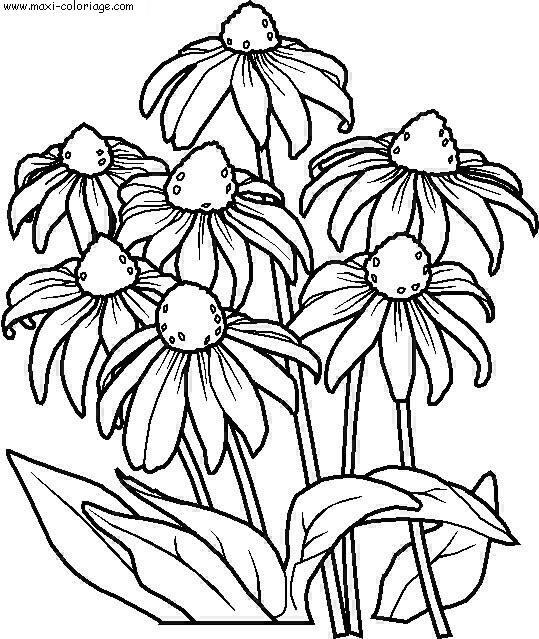 coloriage Fleurs