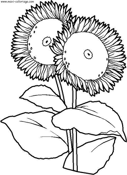 coloriage Fleurs