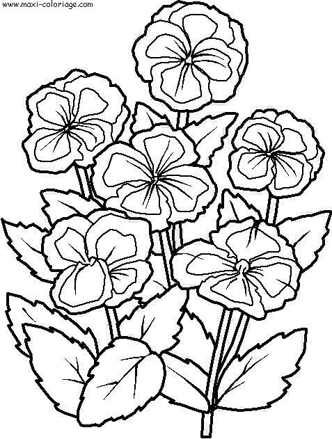 coloriage Fleurs