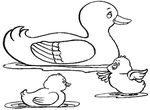 coloriage Canards