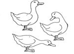 dessin Canards