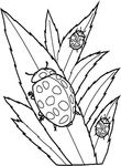 coloriage Insectes