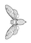 dessin Insectes