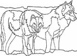 dessin Loups