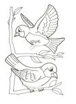 coloriage Oiseaux