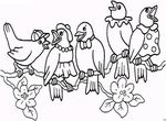 coloriage Oiseaux