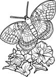 dessin Papillons