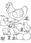 coloriage Poules