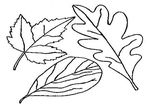 coloriage Feuilles