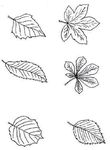 coloriage Feuilles