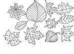 coloriage Feuilles