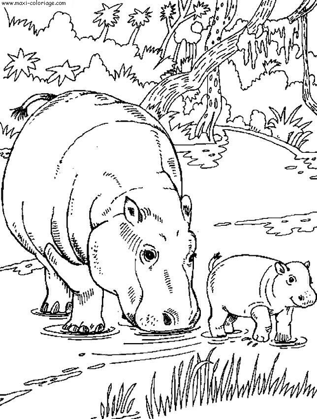 enveloppe carte invitation Hippopotames