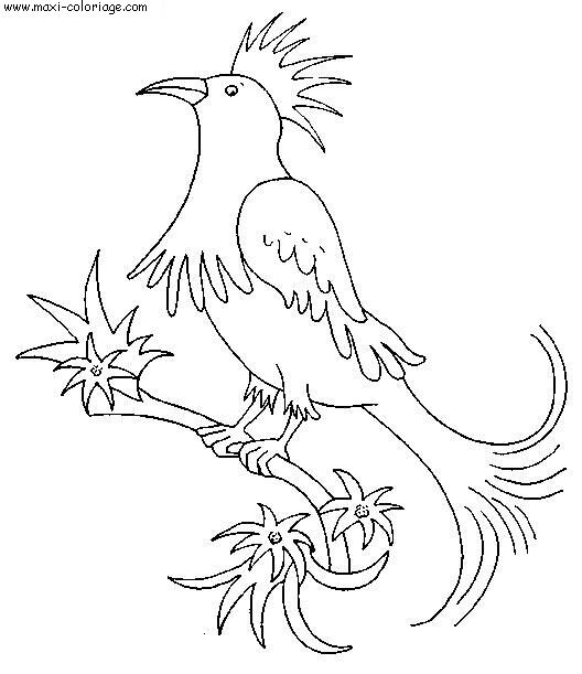Coloriage Oiseaux Dessin Oiseaux Oiseaux Coloriage N4479