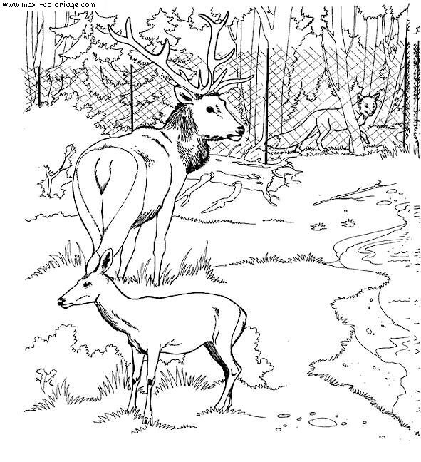 Coloriage Zoo Dessin Zoo Zoo Coloriage N 5795