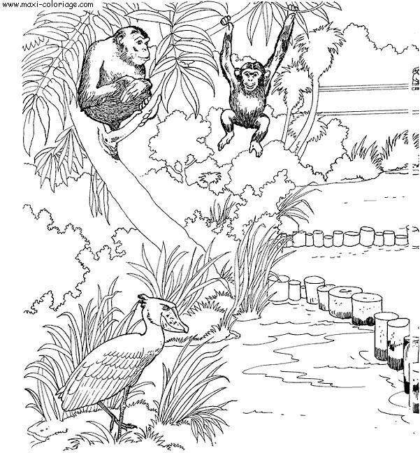 coloriage zoo, dessin zoo, zoo Coloriage N°5804